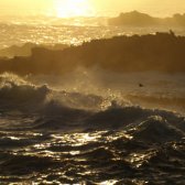 big_sur_little_sea_duck_amidst_crashing_waves