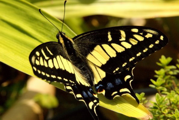 butterfly_back_pattern