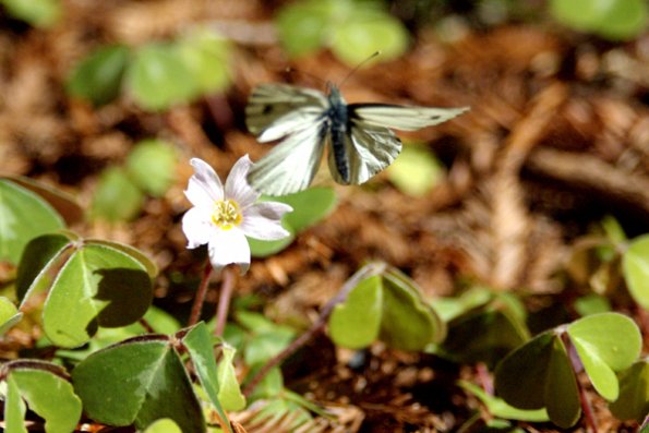 butterfly_flying_off_the_flower