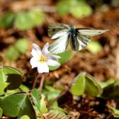 butterfly_flying_off_the_flower