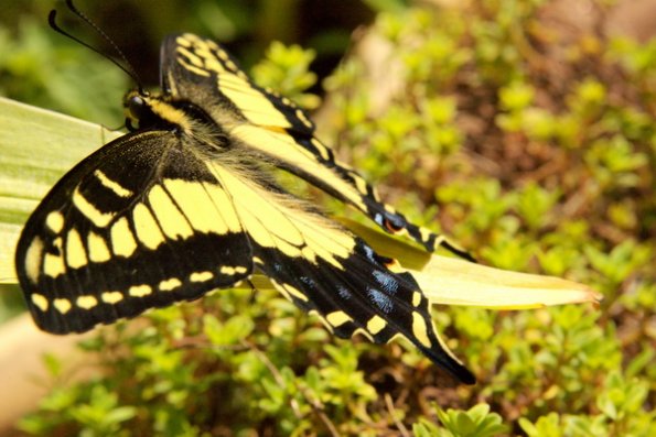 butterfly_on_a_leaf