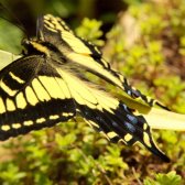 butterfly_on_a_leaf