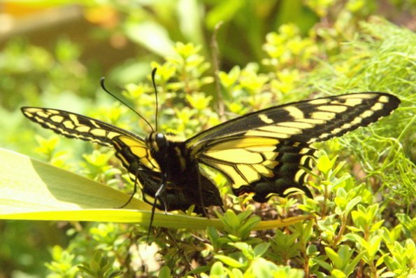 butterfly_spread_its_wings