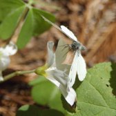 butterfly_taking_off