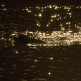 dog_in_starry_water_orange