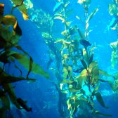 kelp_forest_light