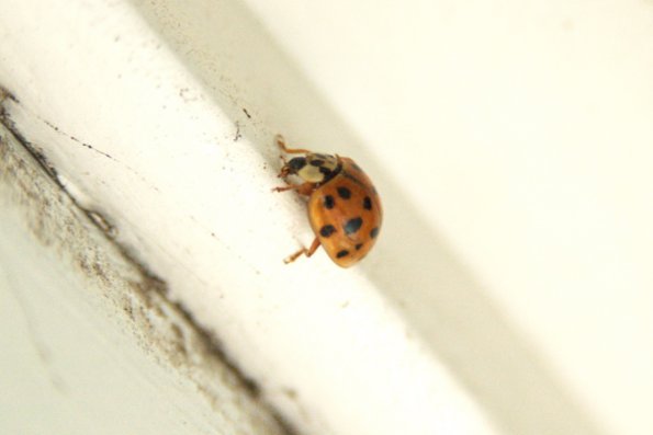 lady_bug