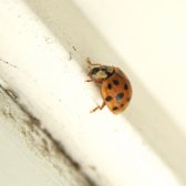 lady_bug