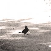 marching_bird