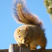 squirrel_curious_almond