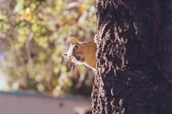squirrel_peeking