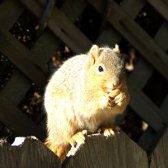 squirrel_purching_with_almond