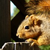 squirrel_push_ups