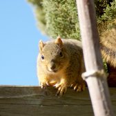 squirrel_with_almond_smiling