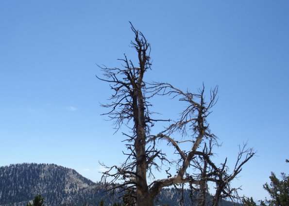 lake_tahoe_crooked_tree