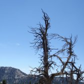 lake_tahoe_crooked_tree