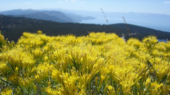 lake_tahoe_yellow_flowers_2