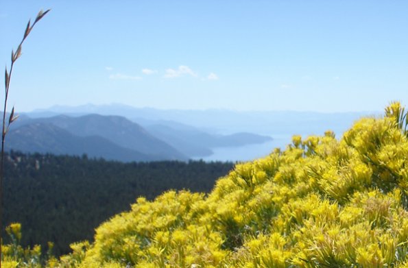 lake_tahoe_yellow_flowers