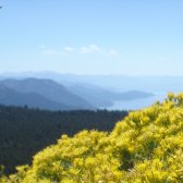 lake_tahoe_yellow_flowers
