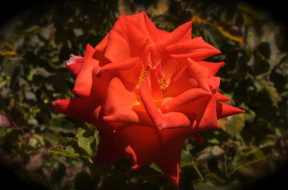 Red_rose_in_the_garden