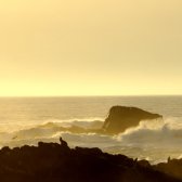big_sur_seal_and_seagull_rocks_and_waves