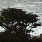 big_sur_tree_by_the_ocean