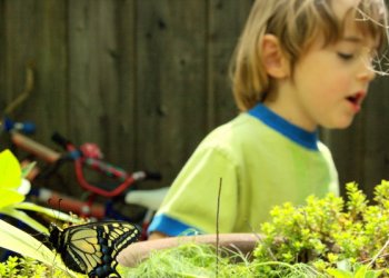 butterfly_and_brendan