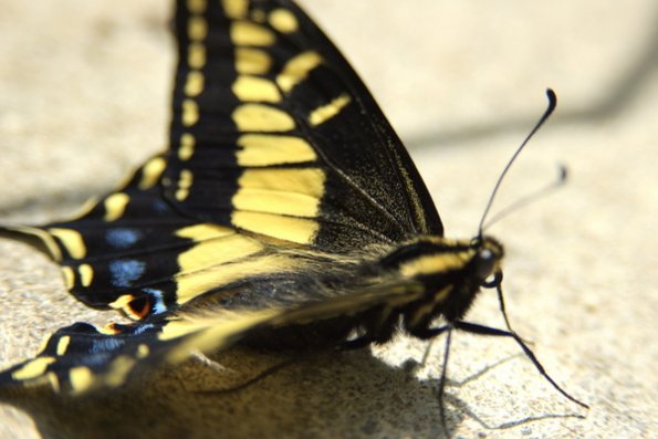 butterfly_on_stone
