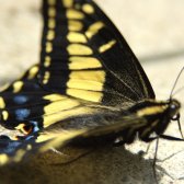 butterfly_on_stone