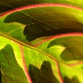 green_and_red_leaf