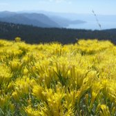 lake_tahoe_yellow_flowers_2