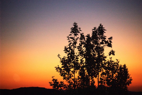 ojai_mountains_soft_sunset_tree_silhouette