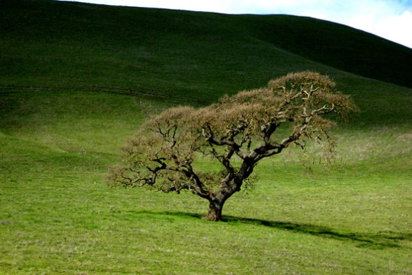 rolling_hills_mountains_tree_in_a_field