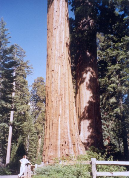 sequoia_standing_next_to_it