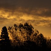 sunrise_berkeley_roof_trees