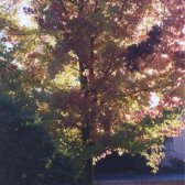 tree_in_fall_colors