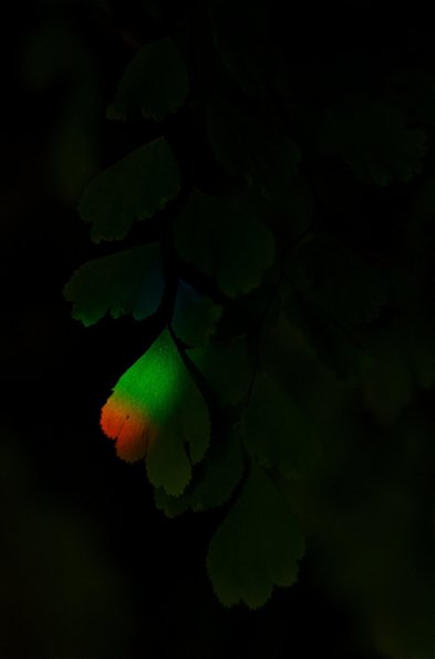 Rainbow_light_on_Maidenhair