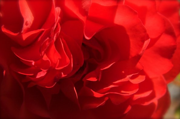 Rose_in_bloom_close