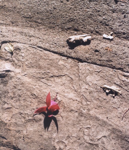 fallen_flower_on_rock