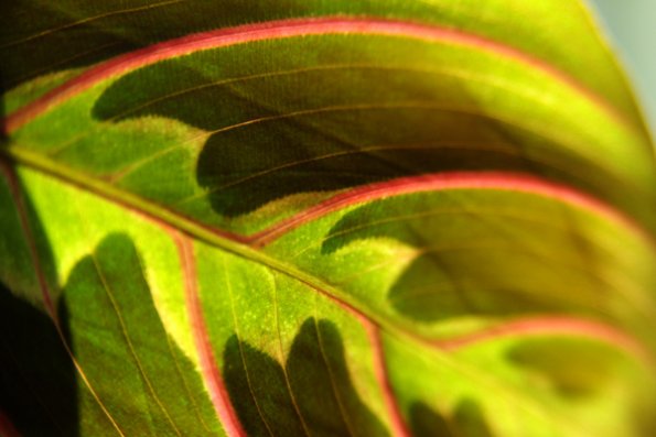 green_and_red_leaf