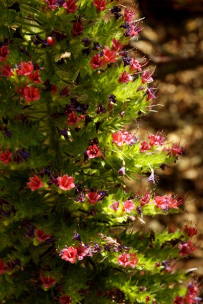 pratt_trail_gardens_flower