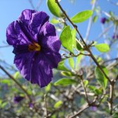 solanum_purple_flower