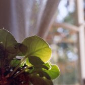 window_sun_on_the_leaf