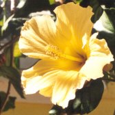 yellow_hibiscus_flower