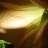 bell_flower_cave