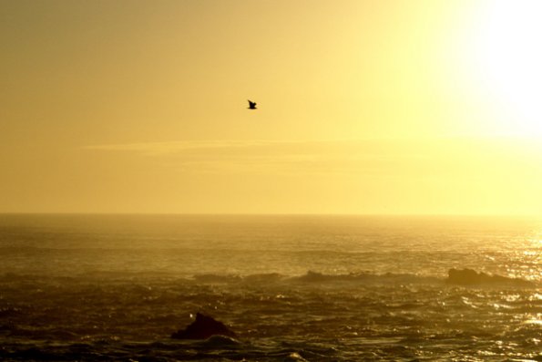 big_sur_seagull_flying_into_the_sunset