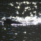 dog_in_starry_water