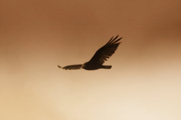 sepia_vulture_dark_skies