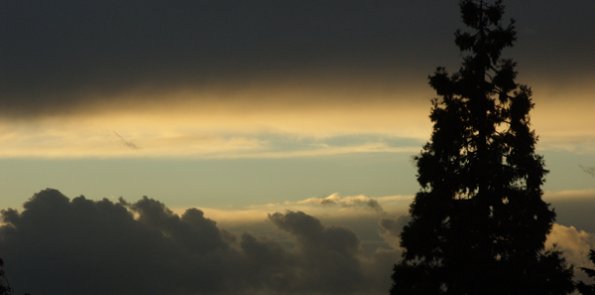 contrast_sunset_tree_silhouette