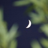 moon_through_leaves